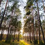 Ocyplovedomki, - Bory Tucholskie, Balia * Ocypel