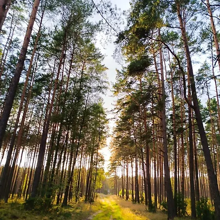 Ocyplovedomki, - Bory Tucholskie, Balia * Ocypel
